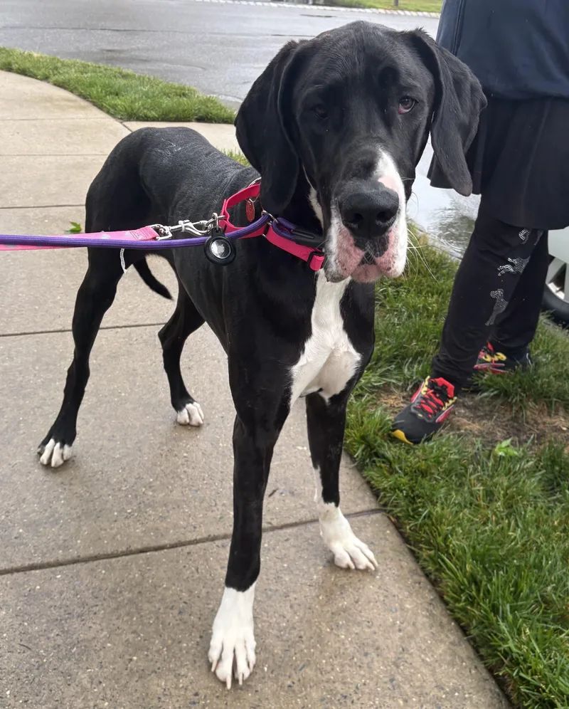 A young extra large-sized female Great Dane dog named Daisy for adoption in Pine Beach, NJ