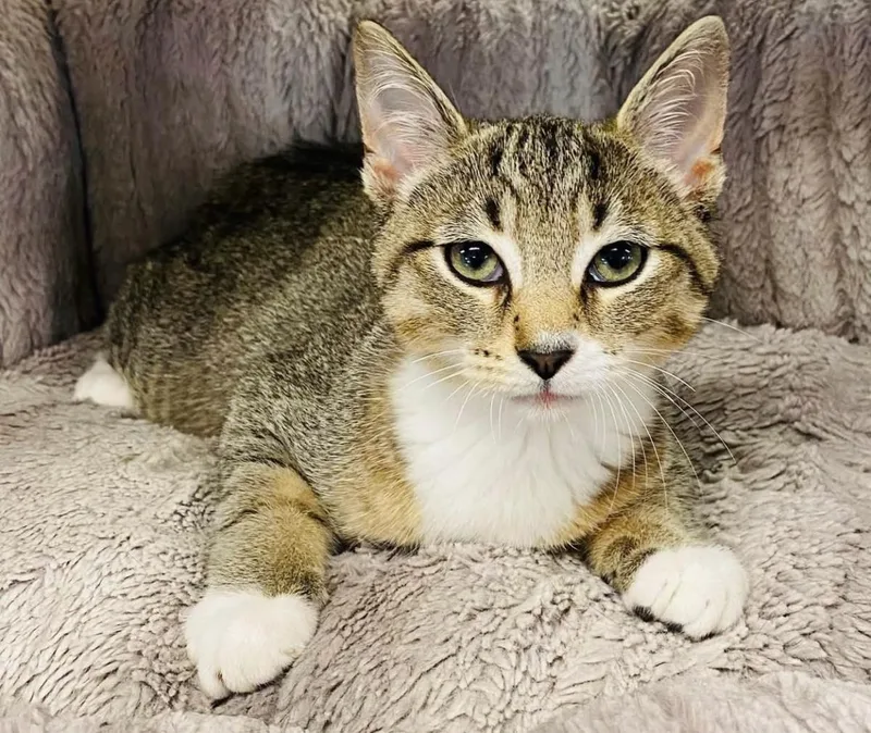 A baby small-sized male Domestic Short Hair cat named Lentil for adoption in Beacon, NY