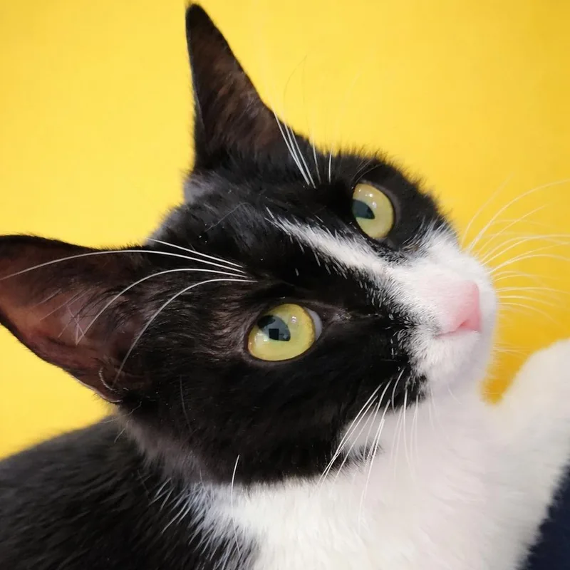 A young medium-sized female Domestic Short Hair cat named Pippa for adoption in Cumming, GA