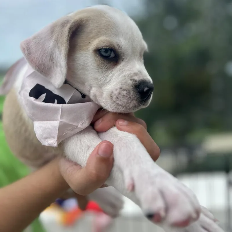 A baby small-sized male White / Cream Anatolian Shepherd dog named Jim for adoption in Tampa, FL