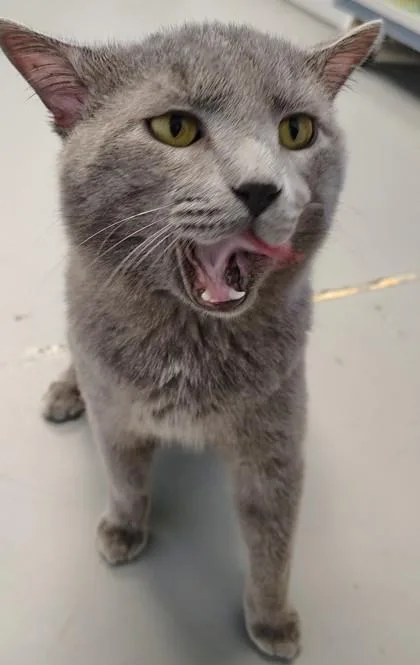 An adult medium-sized male Domestic Short Hair cat named Noski for adoption in Mount Pleasant, IA