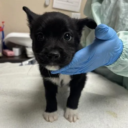 A baby small-sized male Black Mixed Breed dog named Chicharrones for adoption in Tempe, AZ