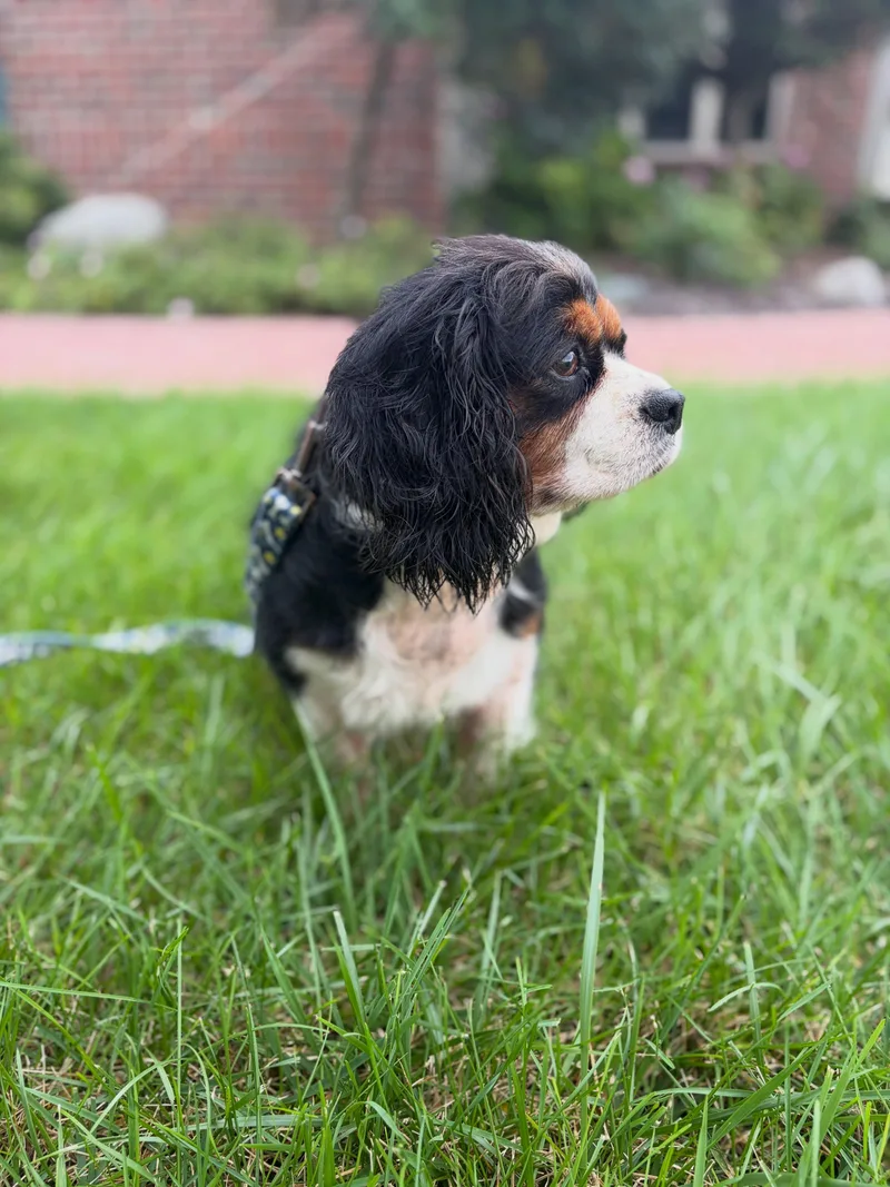 An adult small-sized female Tricolor (Brown, Black, & White) Cavalier King Charles Spaniel dog named Stunning Stella for adoption in Fort Wayne, IN