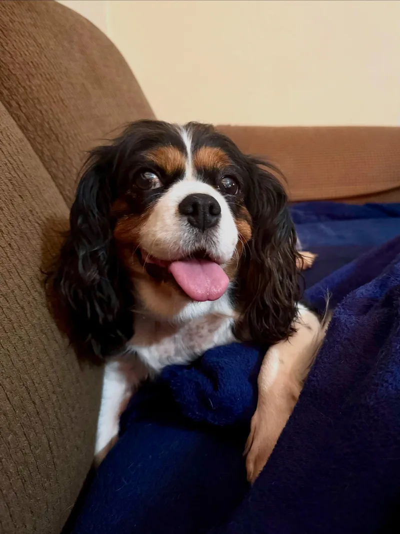 Stunning Stella thumbnail 4