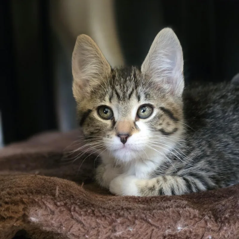 A baby small-sized female Brown / Chocolate Domestic Short Hair cat named Tails for adoption in Spokane, WA