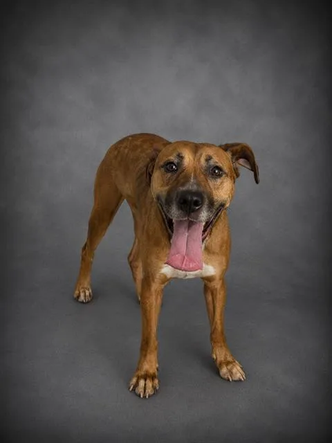 An adult medium-sized female Labrador Retriever dog named Kahlan for adoption in Winter Haven, FL