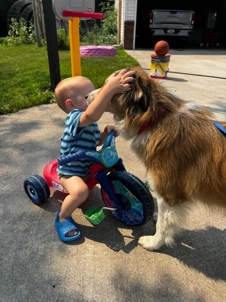 A baby medium-sized male Mixed Breed dog named Leonard for adoption in Fond Du Lac, WI
