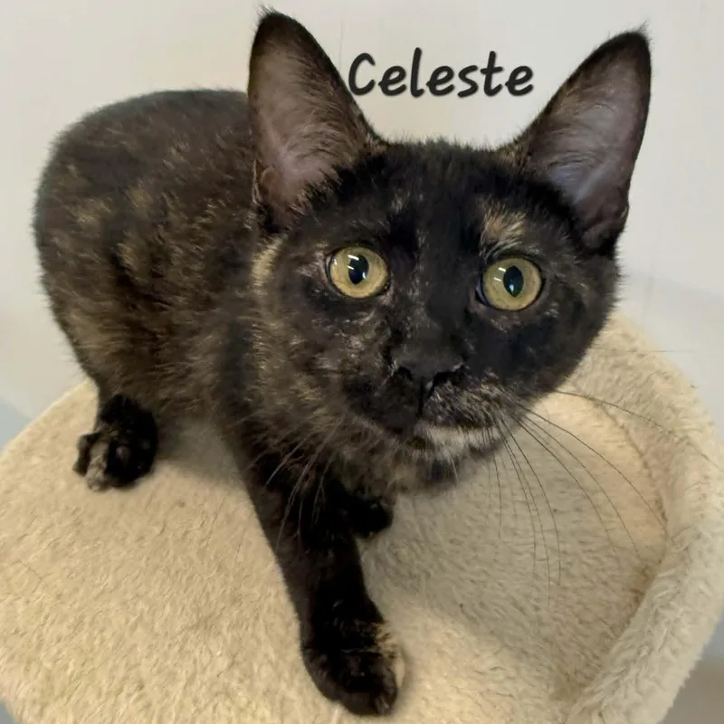 A young medium-sized female Tortoiseshell cat named Celeste for adoption in Rushville, IL