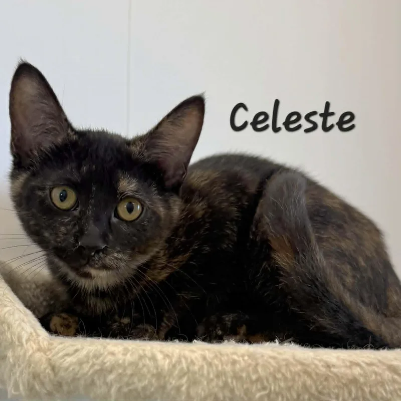 Celeste thumbnail 2