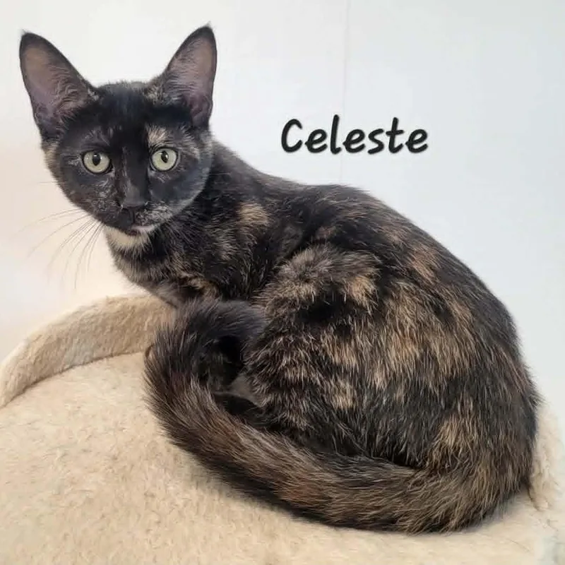 Celeste thumbnail 3