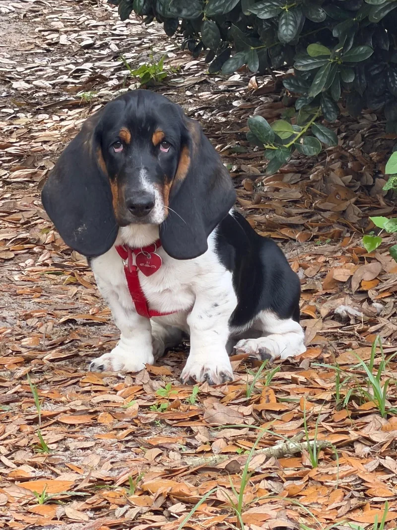 A baby medium-sized male Tricolor (Brown, Black, & White) Basset Hound dog named Norris for adoption in Auburndale, FL