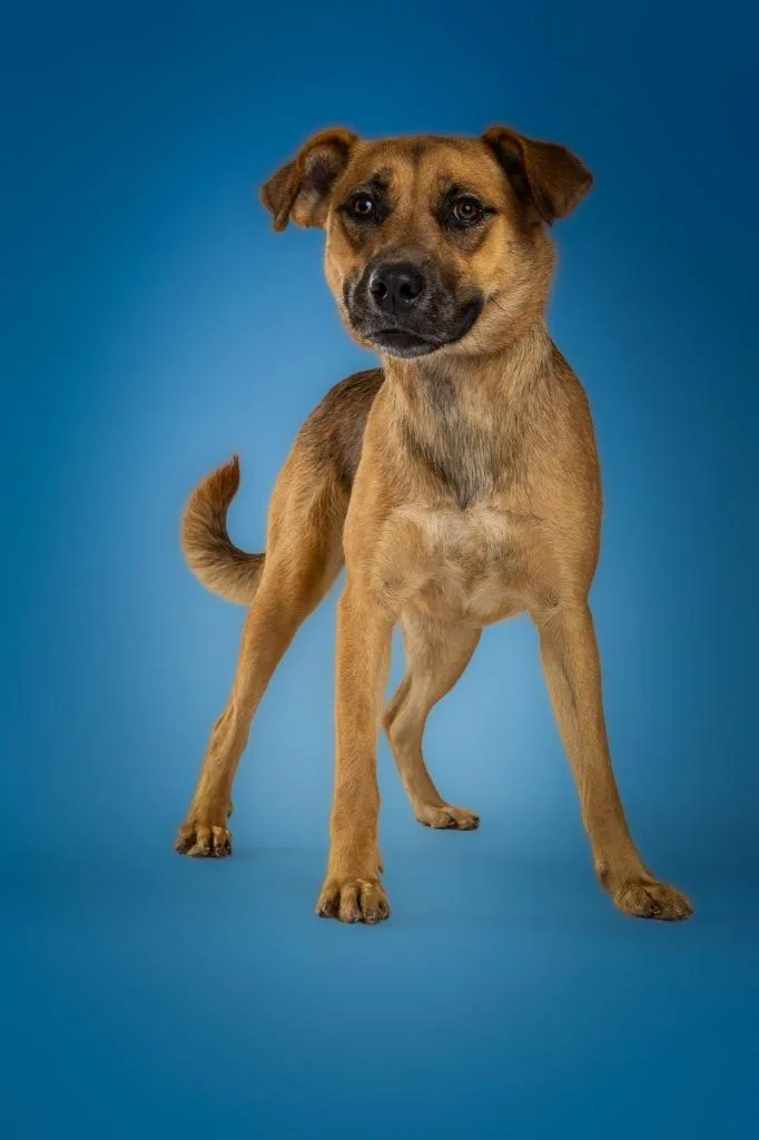 An adult medium-sized female German Shepherd Dog dog named Taylor for adoption in Tyler, TX