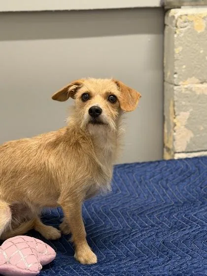An adult small-sized female Terrier dog named Maple for adoption in Sacramento, CA