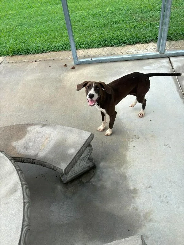 An adult medium-sized female Brown / Chocolate Plott Hound dog named Pepper for adoption in Burgaw, NC