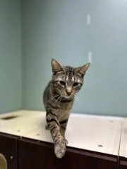Oliver