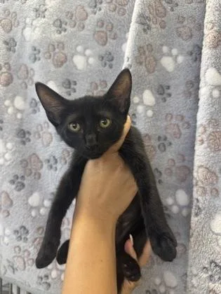 A baby small-sized female Domestic Short Hair cat named Cacao nib for adoption in Honolulu, HI