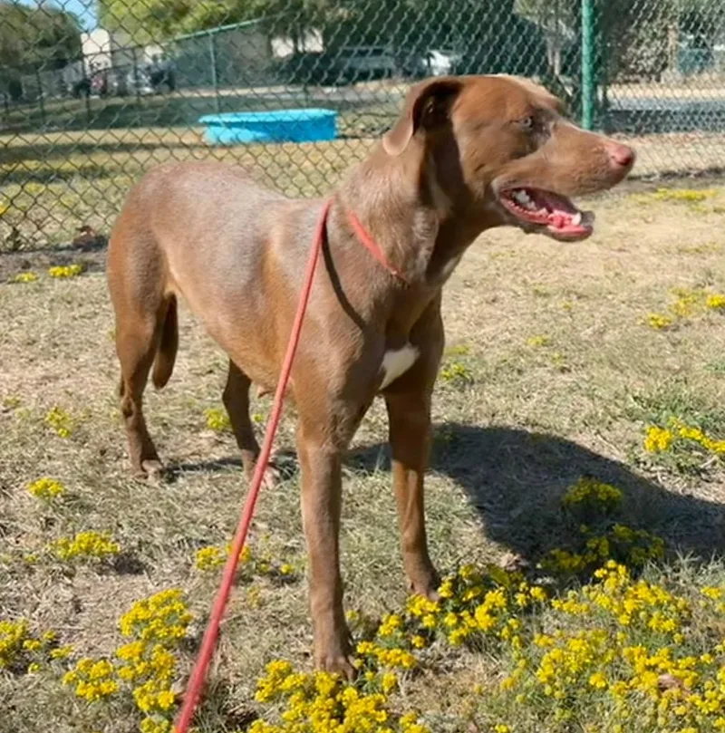 A young medium-sized female Labrador Retriever dog named Spirit for adoption in Little Rock, AR