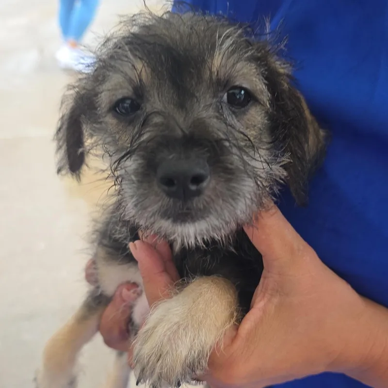 A baby small-sized female Tricolor (Brown, Black, & White) Chihuahua dog named Lyric for adoption in Dallas, TX