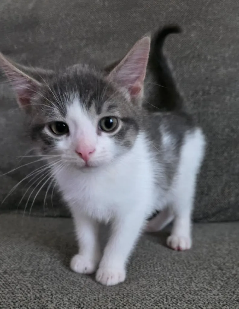A baby small-sized male Domestic Medium Hair cat named Danny for adoption in Fond Du Lac, WI