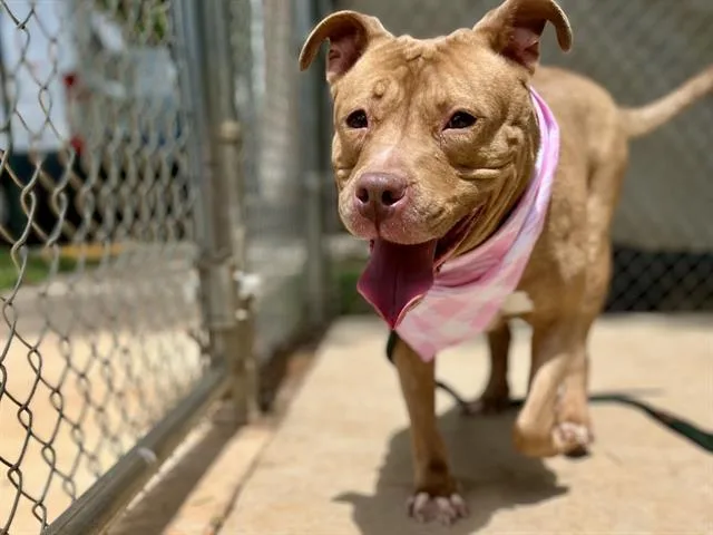 An adult large-sized female Mixed Breed dog named Linnette for adoption in Charlotte, NC