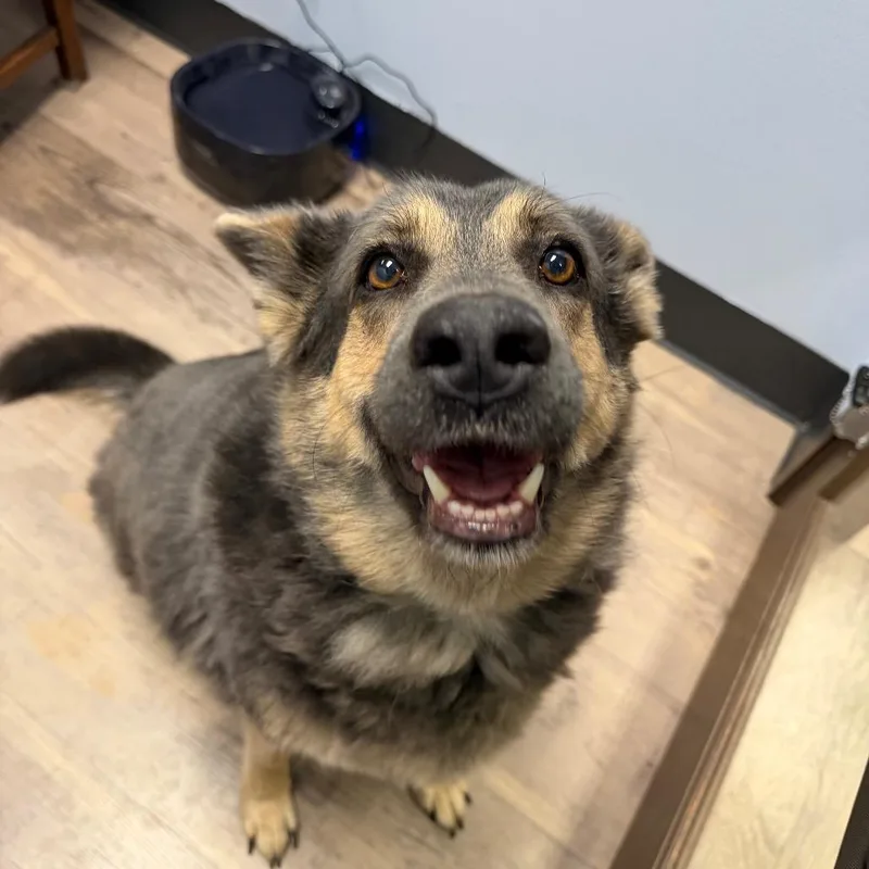 An adult large-sized female Gray / Blue / Silver Shepherd dog named Mystique for adoption in Durango, CO