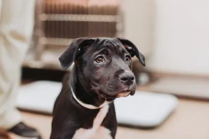 An adult large-sized female Labrador Retriever dog named A Louise for adoption in North Charleston, SC