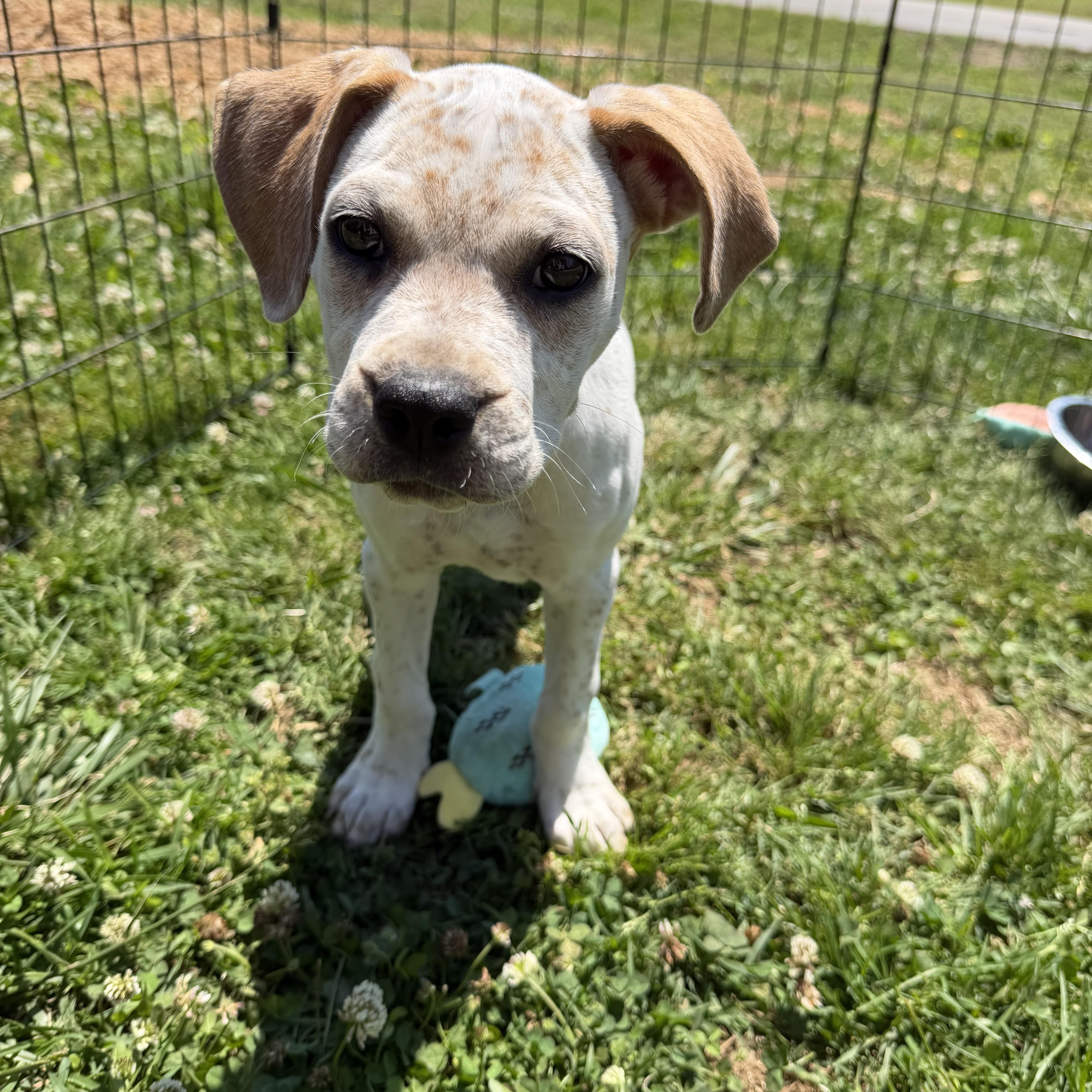 A young medium-sized female Cattle Dog dog named Louise for adoption in Suffield, CT