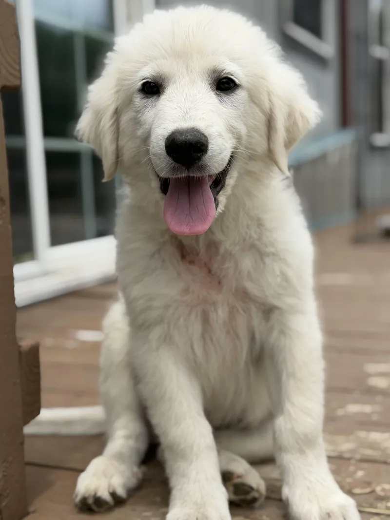 A baby large-sized male Great Pyrenees dog named Shaggy Dfw for adoption in Quinlan, TX