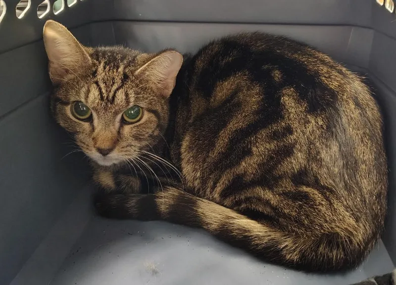 A young small-sized female Domestic Short Hair cat named Clara for adoption in Saint Clairsville, OH