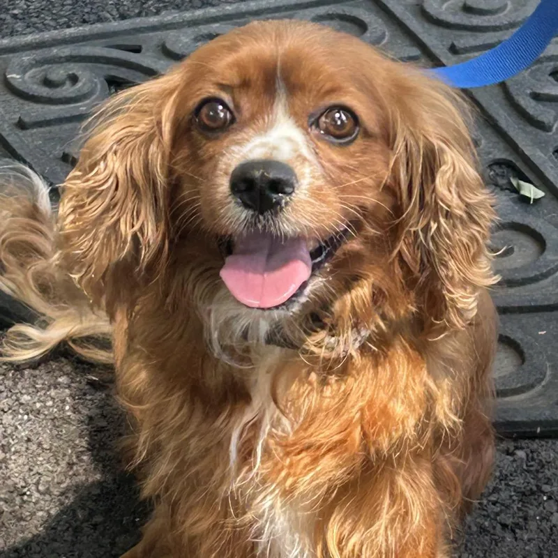 A senior small-sized male Red / Chestnut / Orange Cavalier King Charles Spaniel dog named Zion for adoption in Rockville, MD