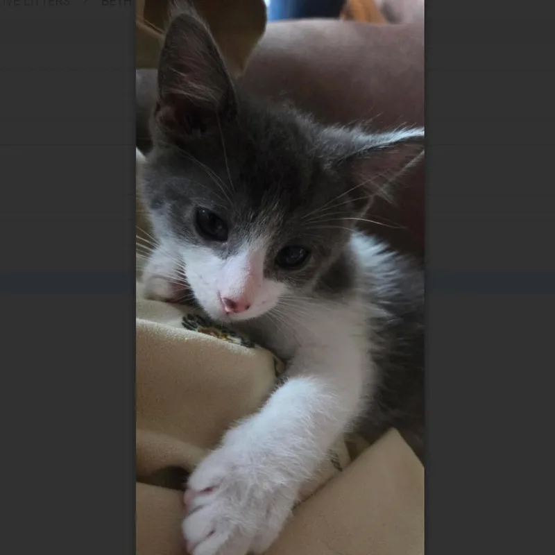 A baby small-sized female Gray / Blue / Silver Domestic Short Hair cat named Josephine for adoption in League City, TX