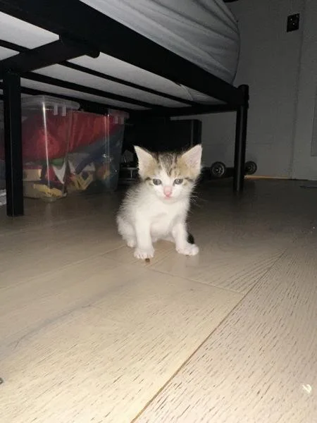 A baby small-sized female Domestic Short Hair cat named Star for adoption in Austin, TX