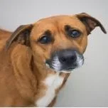A young medium-sized female Labrador Retriever dog named Lola for adoption in Southport, CT