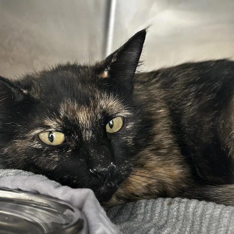 An adult medium-sized female Tortoiseshell Domestic Short Hair cat named Gogo for adoption in Chattanooga, TN