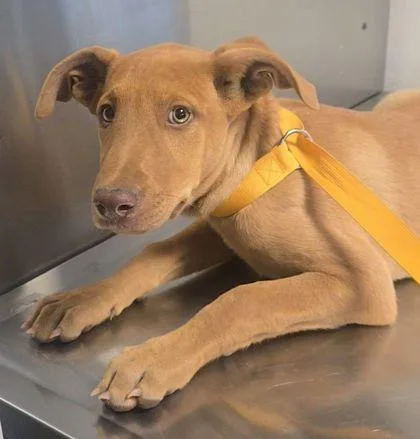 A baby small-sized female Mixed Breed dog named Chai Latte for adoption in Fresno, CA