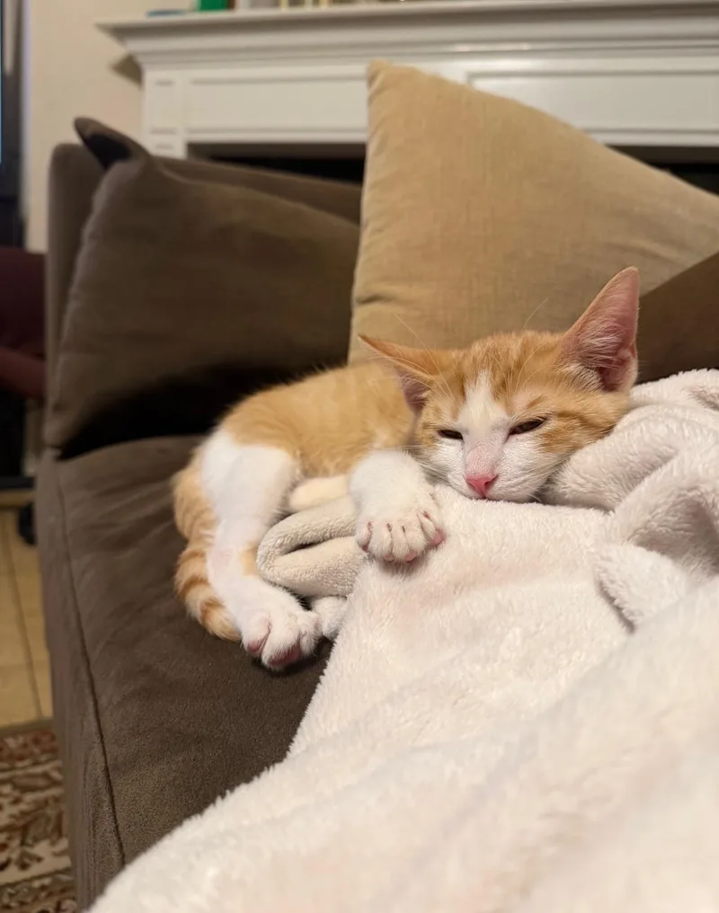 A baby medium-sized male Tabby (Orange / Red) Domestic Short Hair cat named Yorkoo OR T for adoption in Missouri City, TX