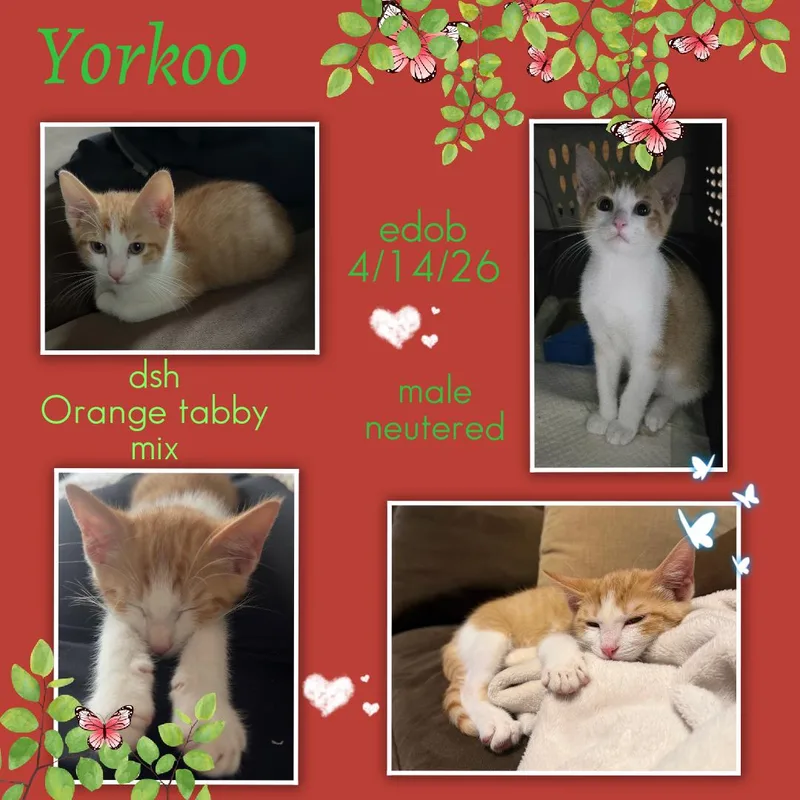 Yorkoo OR T thumbnail 3