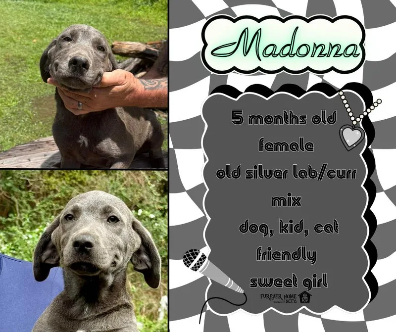 Madonna