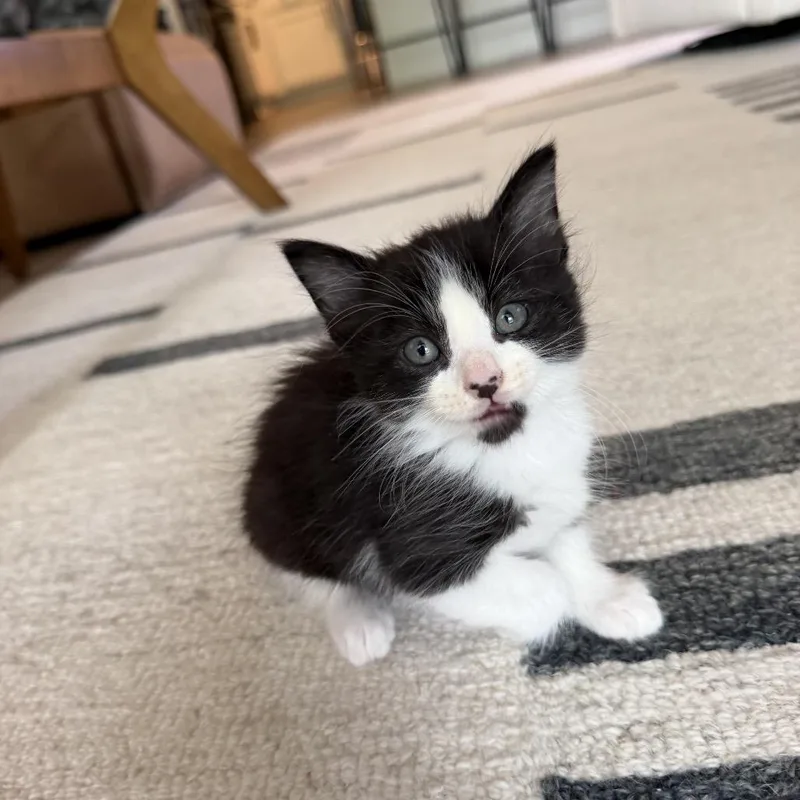 A baby small-sized male Black Domestic Short Hair cat named Comet for adoption in San Antonio, TX