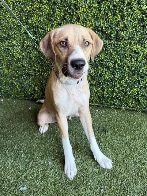 A young large-sized female German Wirehaired Pointer dog named Daisy for adoption in Naples, FL