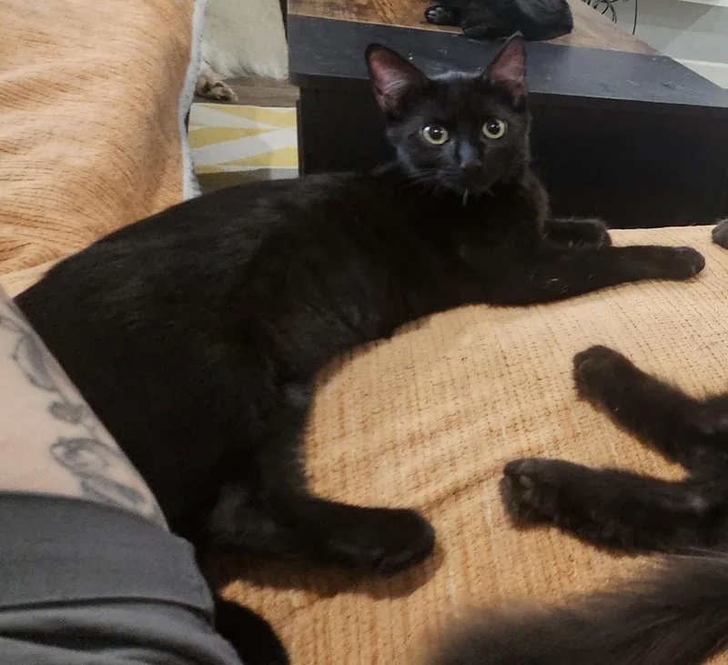 A young medium-sized female Domestic Short Hair cat named Sake for adoption in Phoenix, AZ