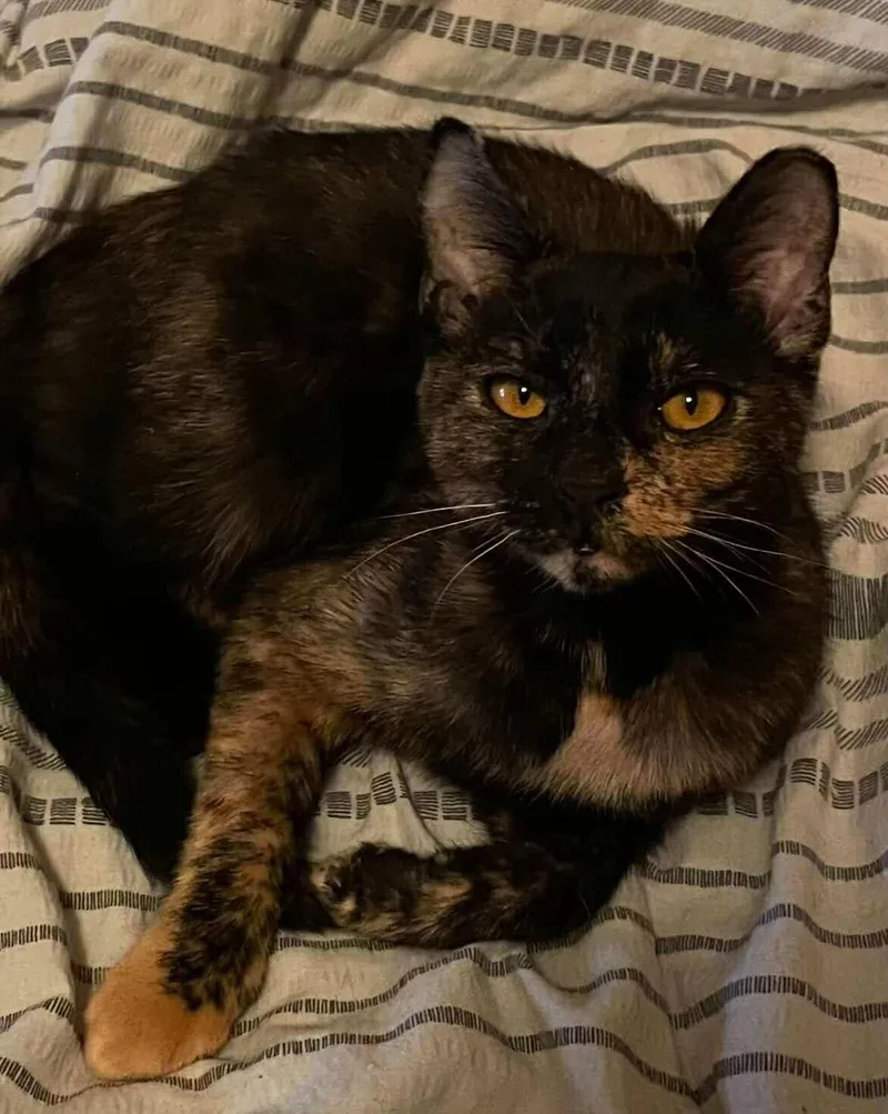 An adult medium-sized female Tortoiseshell cat named Linda for adoption in Woodmere, NY