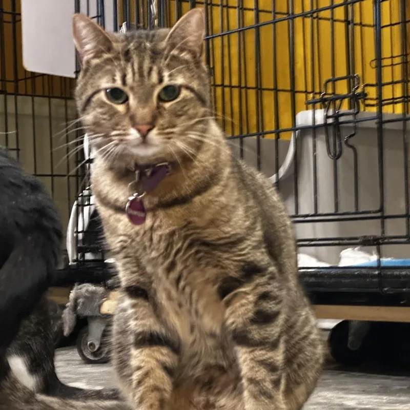 An adult small-sized male Gray / Blue / Silver Domestic Short Hair cat named Biscotti for adoption in Howard beach, NY