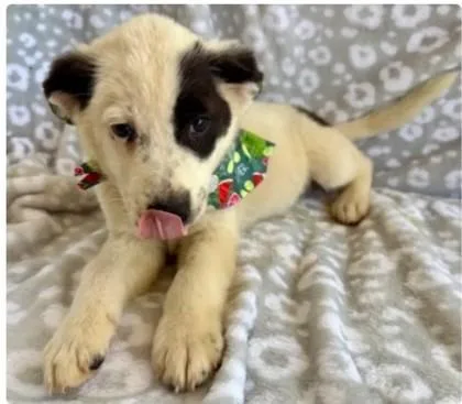 A baby medium-sized male Border Collie dog named Lemon for adoption in Morton Grove, IL