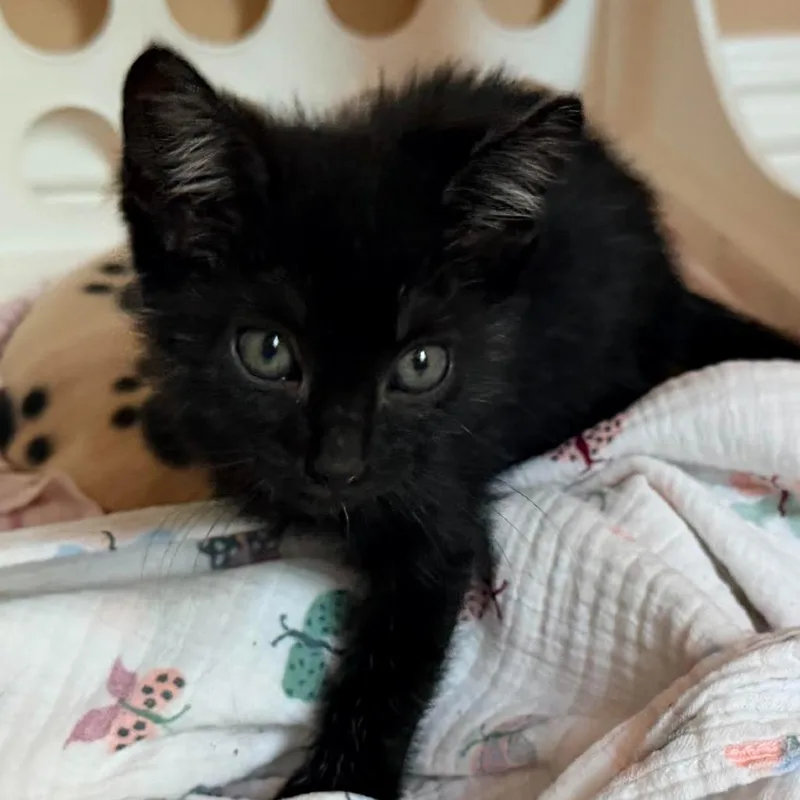 A baby small-sized female Black Domestic Short Hair cat named Ellipsis for adoption in Brea, CA