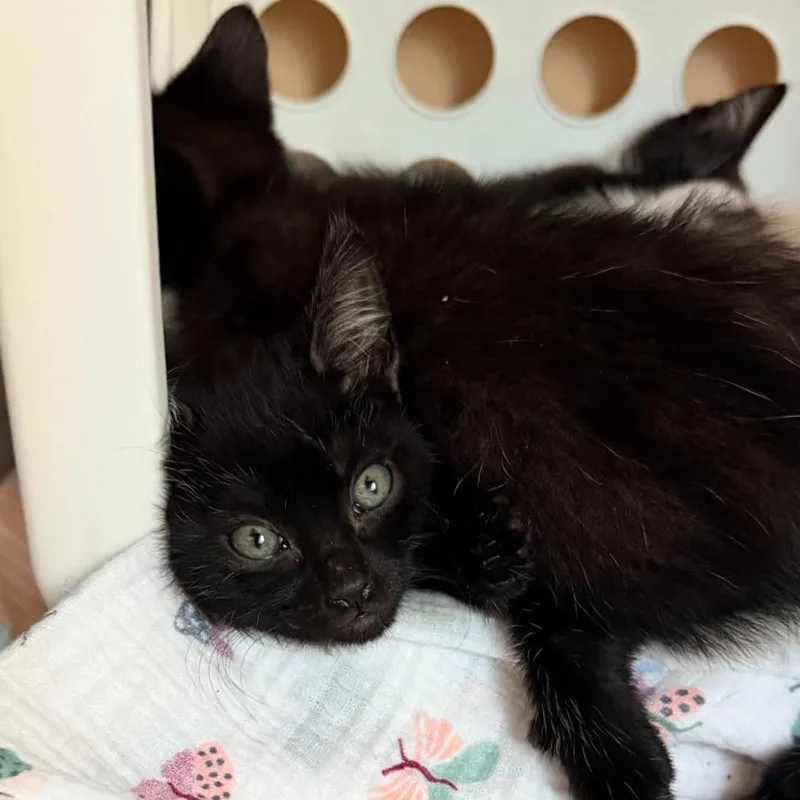 Ellipsis thumbnail 2