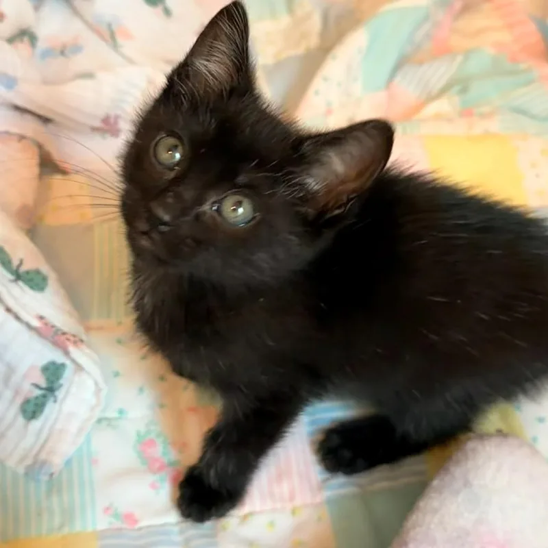 Ellipsis thumbnail 4