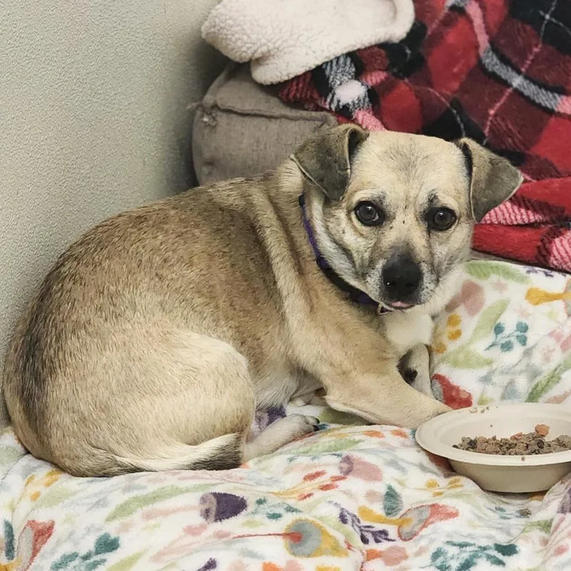 Teddy Chino Hills Location