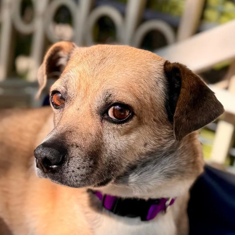 Teddy Chino Hills Location thumbnail 3