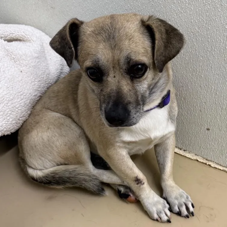 Teddy Chino Hills Location thumbnail 4